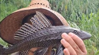 Bagaimana cara menghilangkan ikan pemakan bangkai?