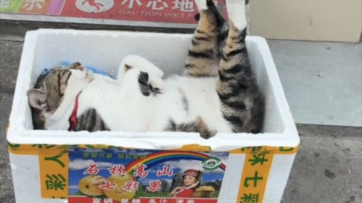 Kucing-kucingan tetap sangat waspada bahkan saat tertidur