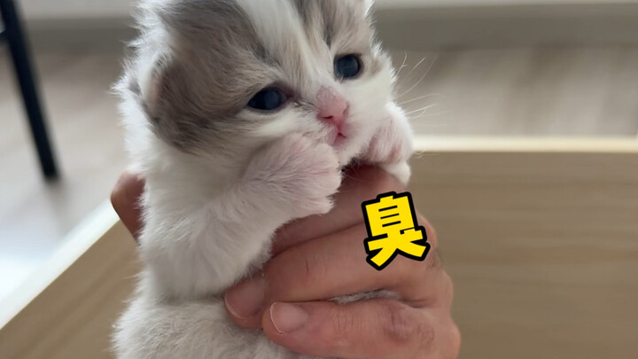 Mèo con im ắng, chắc chắn đang nghịch ngợm