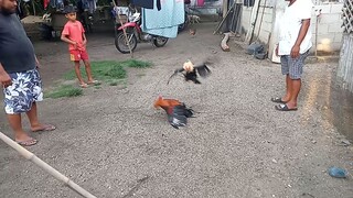 TestFlight para sa linggohan laban. stag#