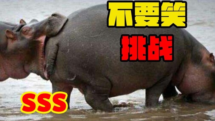 【ระดับฮิปโป】อย่าหัวเราะ! ความยากระดับมหากาพย์! ใครหัวเราะรับสมาชิกแพลตฟอร์มไปเลย! เข้ามาคว้าสมาชิกขอ