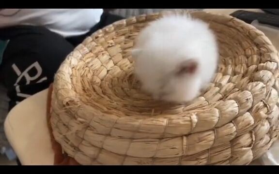 Phần tiếp theo về chú cún nhỏ Cẩu Thặng đã lên sóng rồi cả nhà ơi~