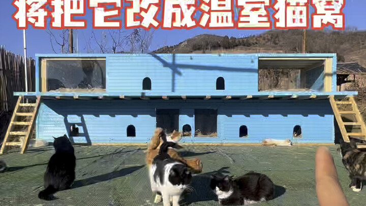 In the winter nights, the cats of the First Tribe emerge and scatter outside, sleeping in the open.