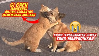 Mengharukan! Kisah Nyata Seekor Kucing Oren Membantu Anjing Terlantar Mencari Majikan - Endingnya