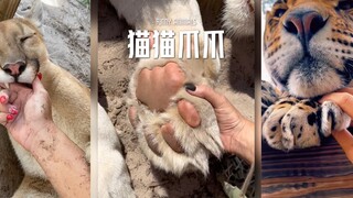 The cat’s paws are so tempting‼ ️🥰