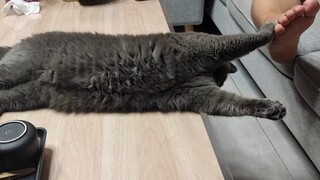 【英短蓝猫】超治愈系对脚（也可能是拉锯战），敷衍式陪玩，米哥表示喵生太难了，人类实在是太幼稚了