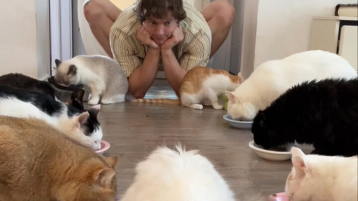 Introducing My Story with the Cats