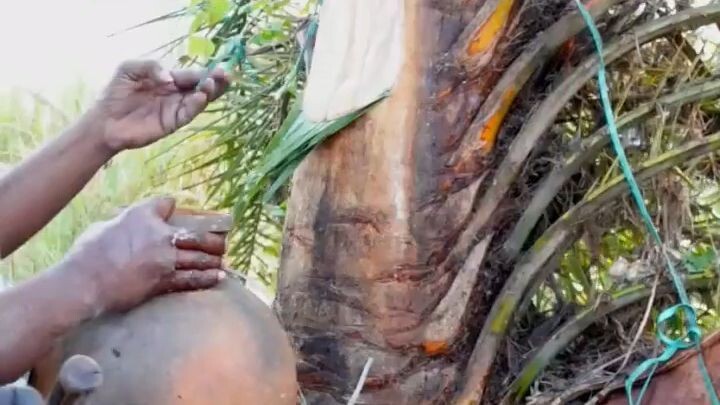 healthy date palm sap in the morning