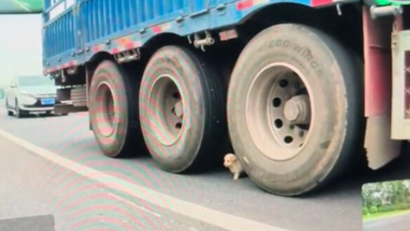 الأحداث العجيبة في عالم الحيوان مؤخرًا