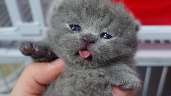 What'll happen when touching its tongue?