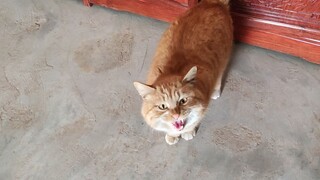 Cat: Working overtime during Spring Festival, seven times the pay!