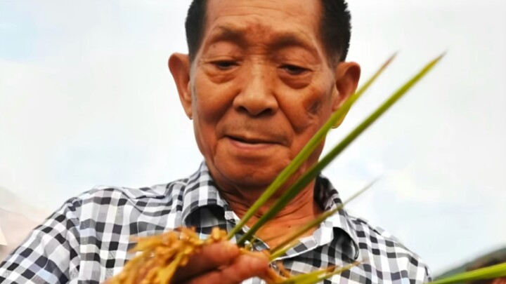 Satu tanaman padi memberi makan seluruh umat manusia
