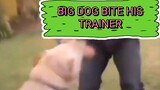 Big Dog Bite his Trainer