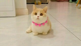 Saya merasa seperti saya tidak membesarkan seekor kucing, saya membesarkan seorang gadis kecil!!