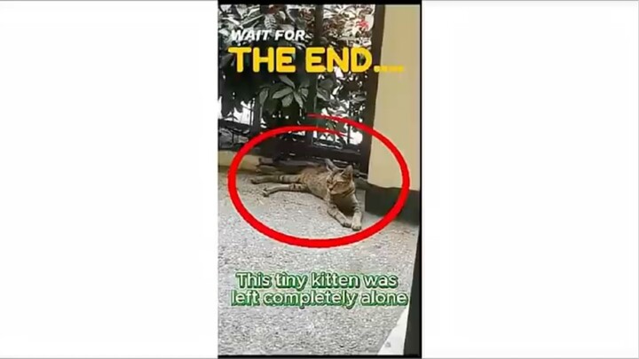 He was crying under a car.. #catrescue #shorts