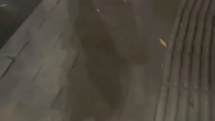 Chó: Đưa em cả đoạn đường rồi mà còn không thèm cho ăn hai miếng.