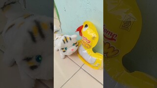 ayam eek sembarangan #shorts #comedy #funny #komedi #lucu #cat #komedikucing #kucing #shortvideos