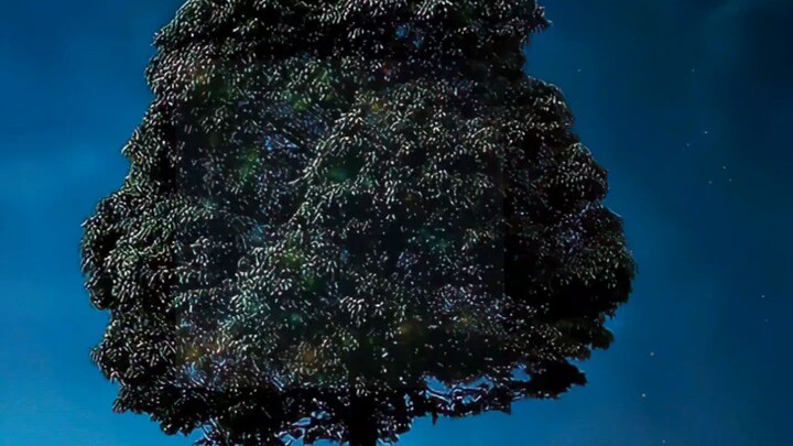 Wallpaper bergerak Pohon