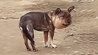 A stray dog went viral because of its swollen head and face. Netizens nicknamed it "Bee Dog". A kind