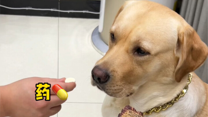 【Yang Menentukan Hanyalah Si Meme】telah memperbarui sebuah video, ayo segera saksikan!