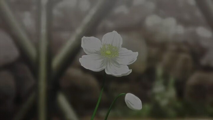 white flowers amv