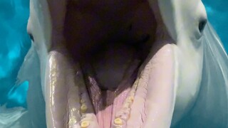 Tính cách của mỗi loài động vật đều khác nhau, tính cách của Đại Bạch là hiền lành chất phác, làm vi