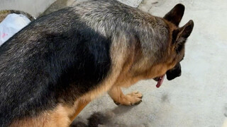 Lupakan saja, saya tidak bisa menjelaskannya kepada Anda yang tidak memelihara anjing Gembala Jerman
