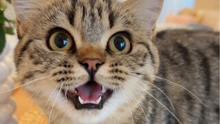 Anak kucing yang pandai bicara itu telah tumbuh dewasa...