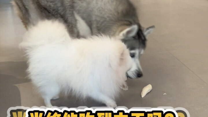A jerky battle between two dogs