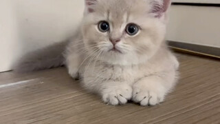 ماذا أفعل؟ لقد جاءت أم القطة الصغيرة إلى بابي