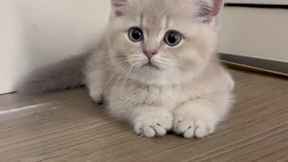 怎么办 我被小猫妈妈找上门了