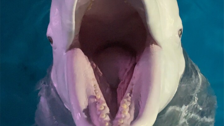 دا باي بيتغني!