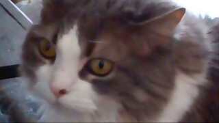 In loving memory of our little angel, Mittens the Kittens