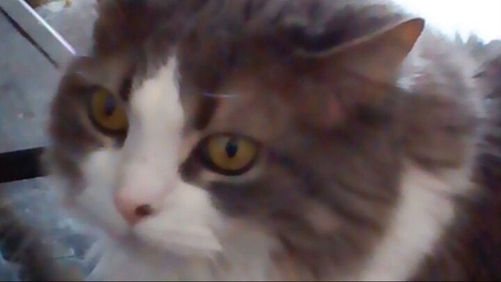 In loving memory of our little angel, Mittens the Kittens