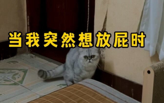 أن تكون كلبًا من حين لآخر في الحقيقة ممتع جدًا أيضًا