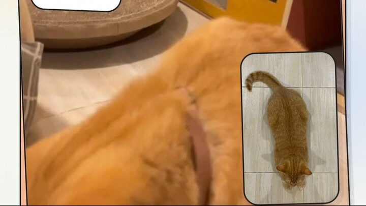 Cat Chooses a New Friend | น้องแมวเลือกเพื่อนใหม่