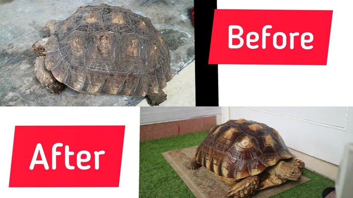 Mandiin kura kura sulcata medium size