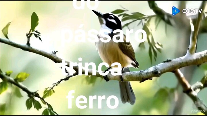 Canto do pássaro trinca ferro