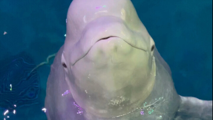 Looks like Little Black still hasn’t forgiven Big White.