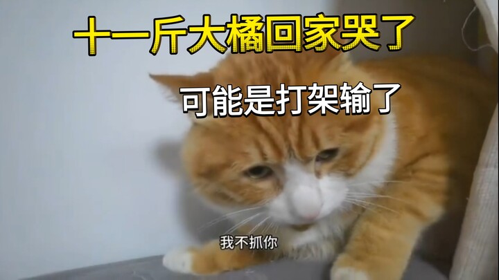 Kucing oranye seberat sebelas jin pulang sambil menangis, mungkin karena kalah berkelahi.