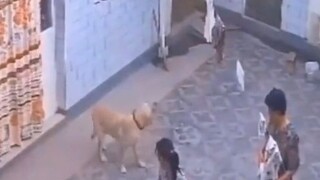الكلب: لحسن الحظ أنني تحدثت بصوت أعلى، وإلا فسيكون ذلك خطئي