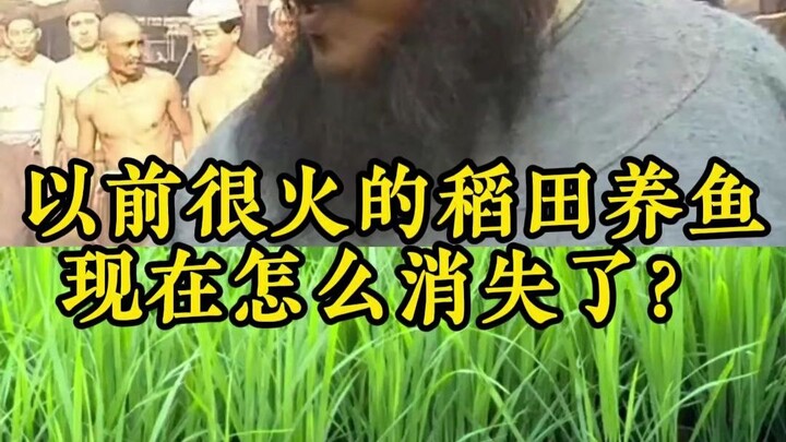 Why did the once-popular rice-fish farming suddenly disappear?