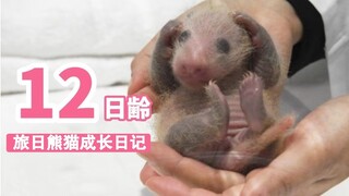 【12日龄旅日熊猫】奶凶奶凶的熊猫幼崽，你不看看？