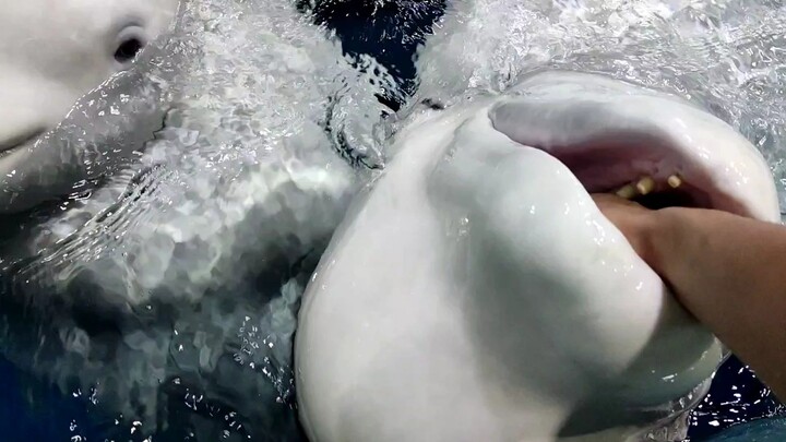 Kena gigit paus putih! Bahkan beberapa gigitan lho!