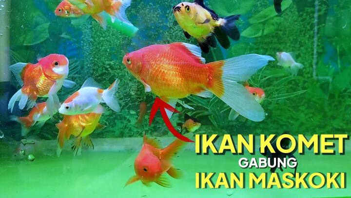 52 Cara Menjernihkan Air Aquarium Ikan Mas Koki Terbaru