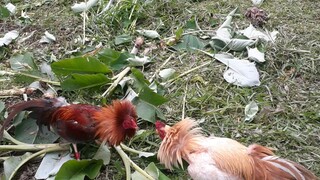 Sparrrrr! My SC Golds - Lil Kurt GY