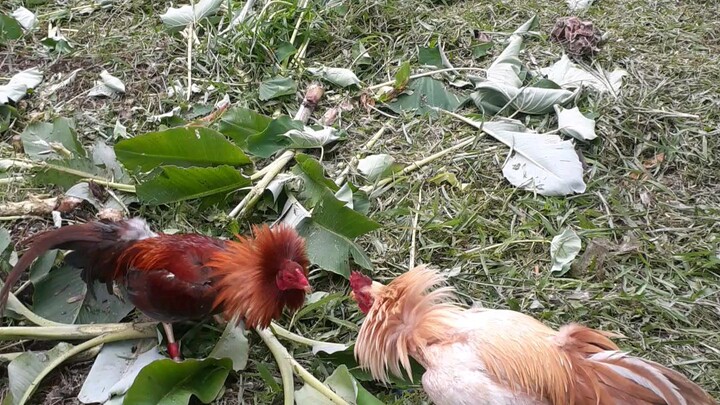 Sparrrrr! My SC Golds - Lil Kurt GY