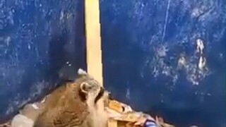 经常翻垃圾桶的浣熊，居然学会了“搭楼梯”爬出来，这还是我认识的干脆面吗？