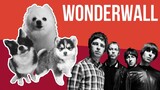Wonderwall but Dogs Sung It (Doggos and Gabe)