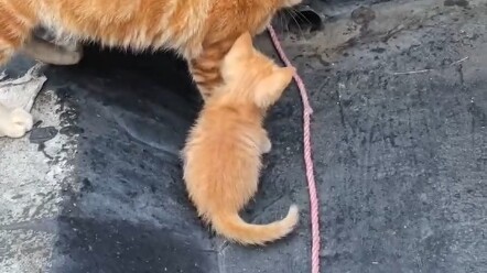 Kitten A little kitten ran inside and…